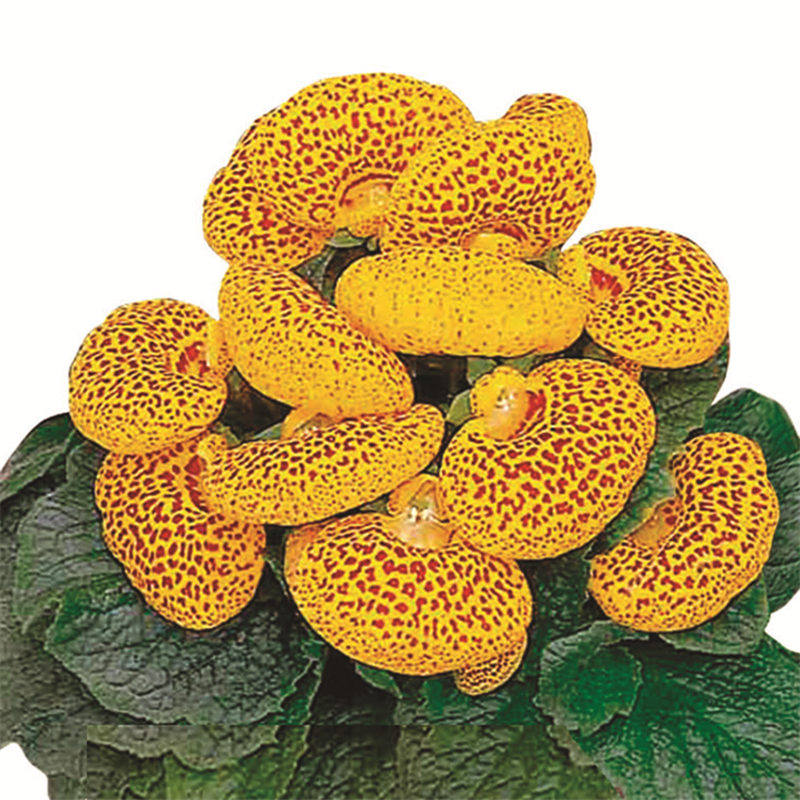 黃色帶斑點(diǎn)