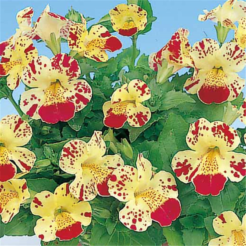 奶油色帶斑點(diǎn)