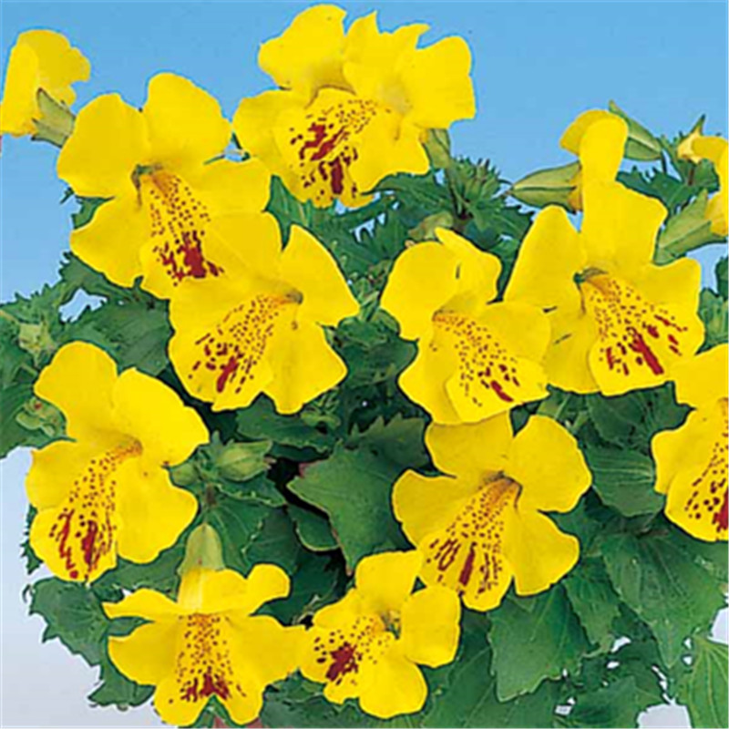 黃色帶斑點(diǎn)