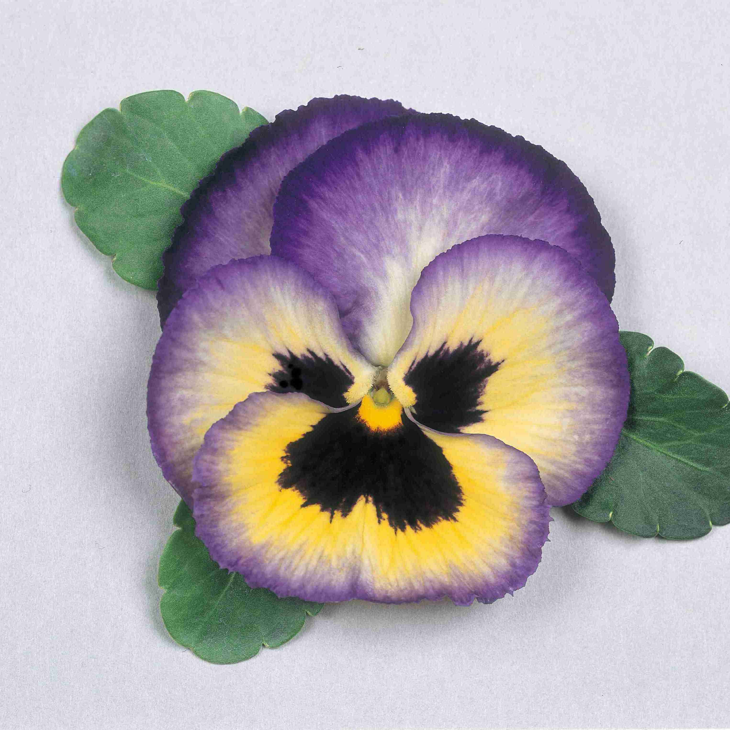 震撼藍(lán)莓色